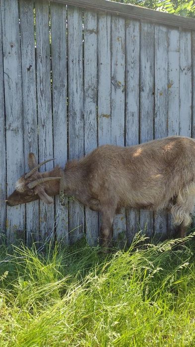 Казочки дійні, молочні