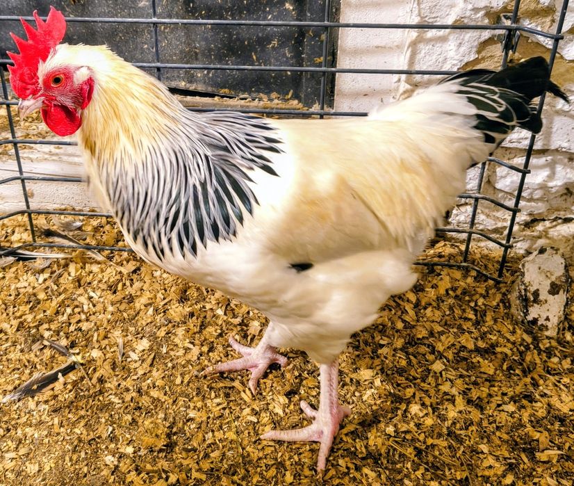 Koguty z sierpnia 2025