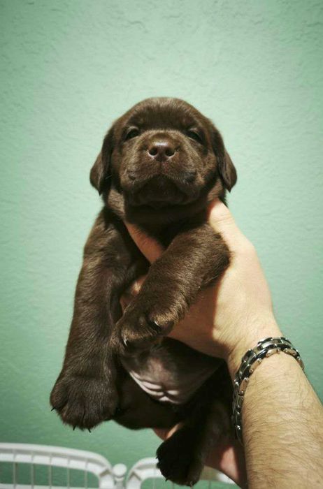 Шоколадні лабрадори з документами КСУ-FCI