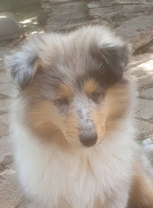 Колі цуценята продам