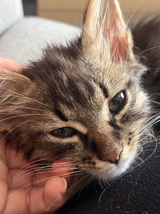 Дуже миле котеня хлопчик