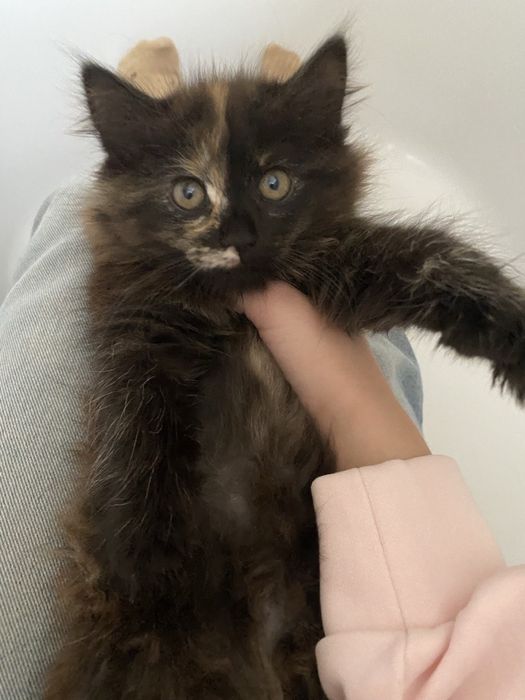 Котенок девочка 2 месяца БЕСПЛАТНО