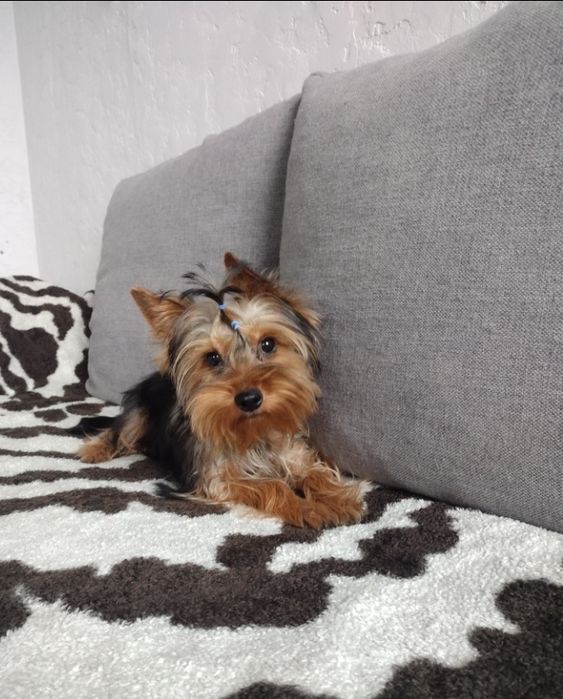 Хлопчик йоркширського тер'єра