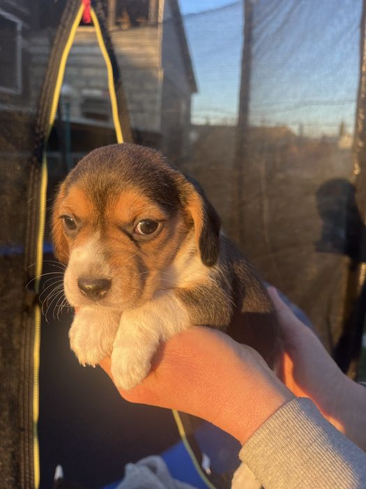 Продам цуценят Бігля