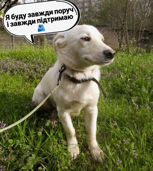 Я очень жду своих хозяев!