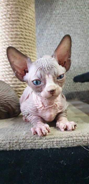 Sfinks Kanadyjski gotowe od 15 Marca do nowego domku