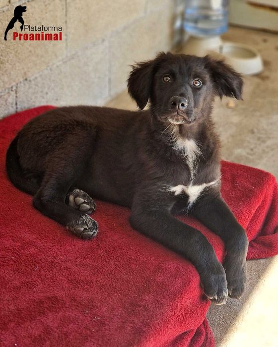 FUGI - Cãozinho jovem para Adoção!