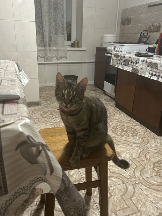 Віддам в хороші руки