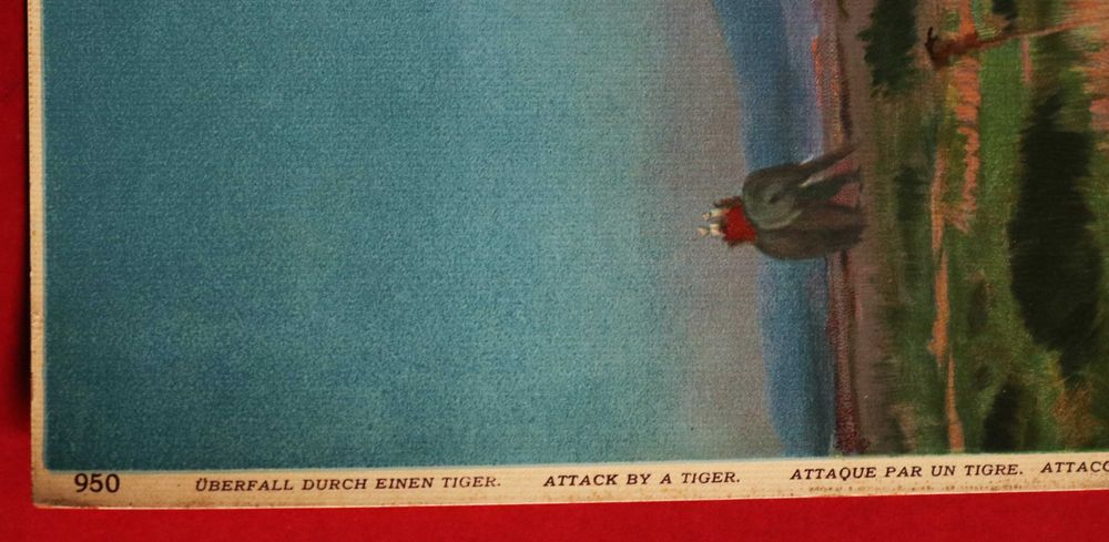 Caça Ataque de um Tigre, grande cromolitografia 1885 T. Breitwieser