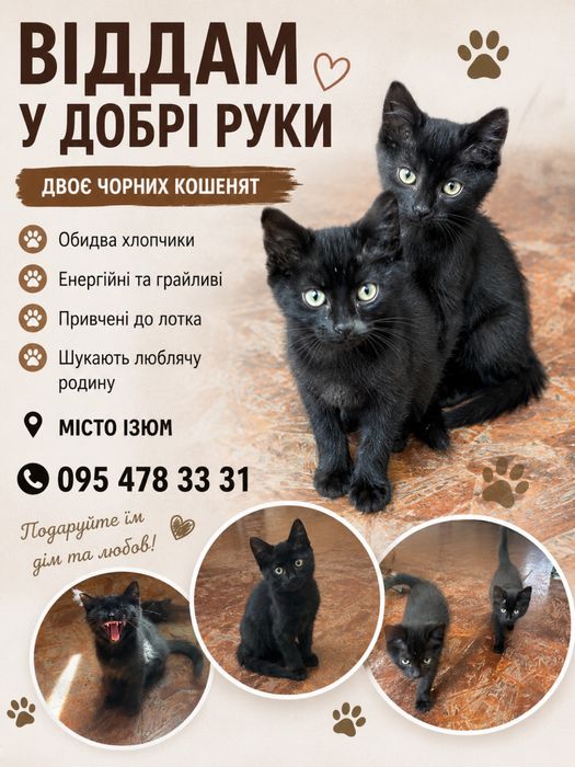 Кошенята хлопчики