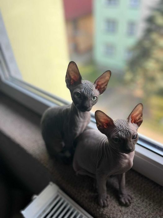 Piękny kocurek Sfinks Kanadyjski