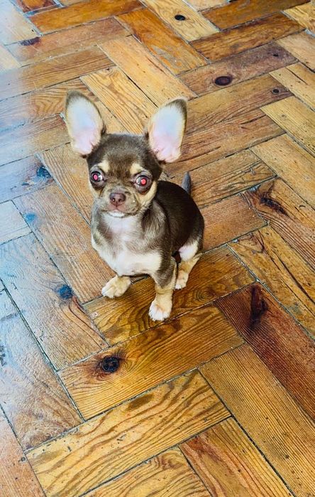 Chihuahua chocolate