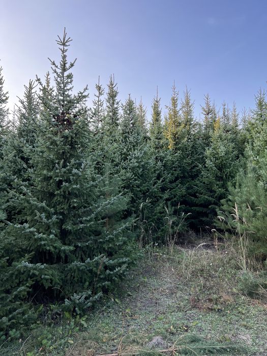 OKAZJA!- choinki świateczne ŚWIERK SERBSKI duże drzewa!