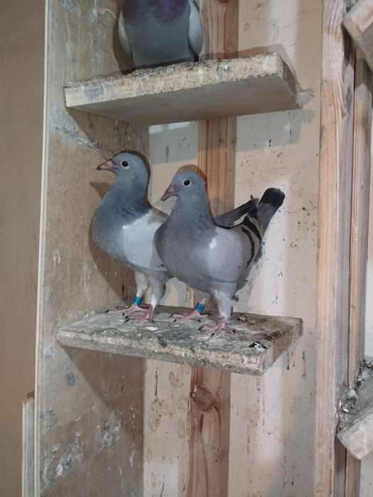 Gołębie pocztowe młode