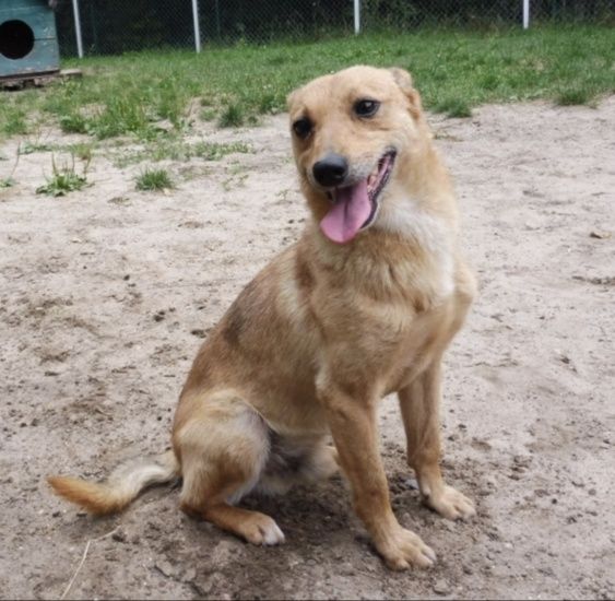 Śliczny mały Etylek do adopcji