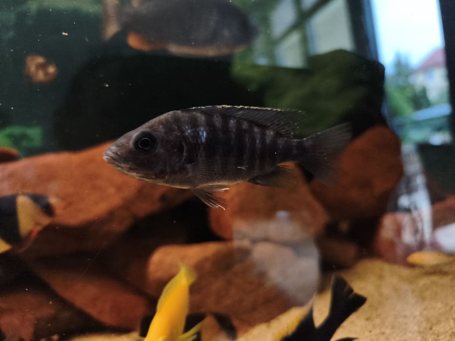 Aulonocara samica