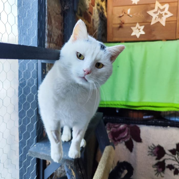 Yoko rozgląda się za domem