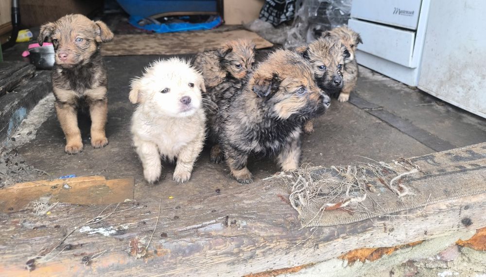 2 miesięczne pieski do oddania