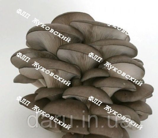 Мицелий Вешенки к 17, міцелій гливи К 17 фасовка від 1 кг