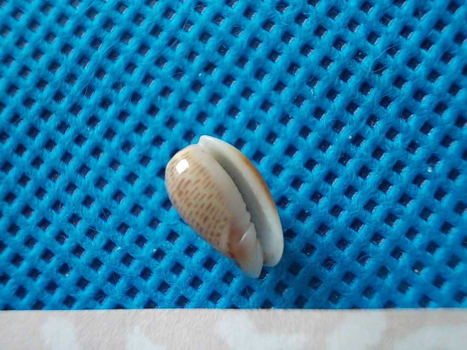 Muszle morskie- Persicula imbricata