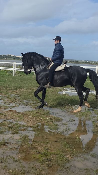 Cavalo negro cruzado de lusitano