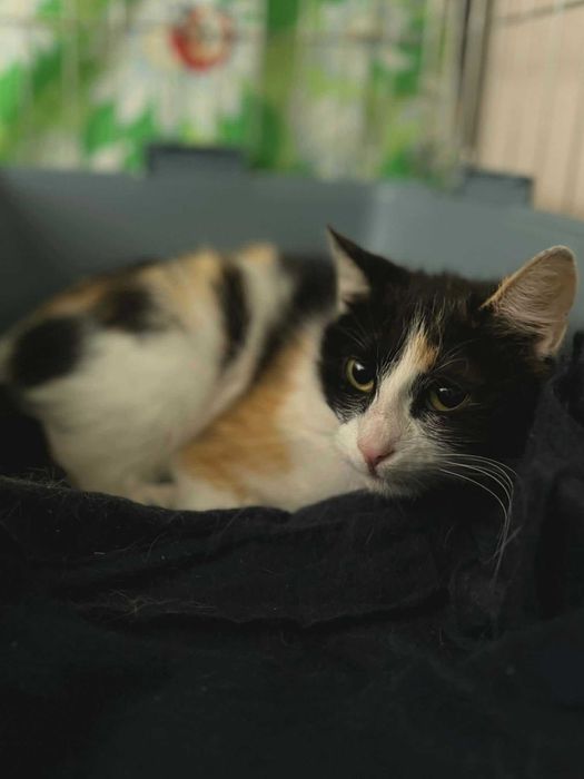 April- wykastrowana kotka do adopcji