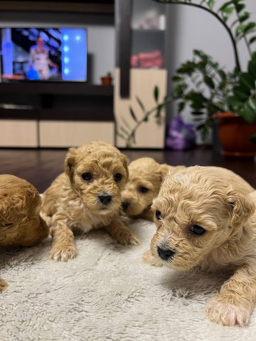 Мальтипу ф1 міні, цуценята