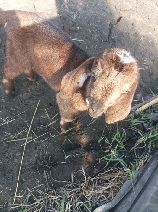 Англонубійськи козенята