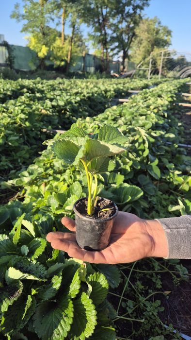 Стаканна розсада полуниці