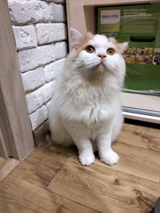 Продам шотландского кота