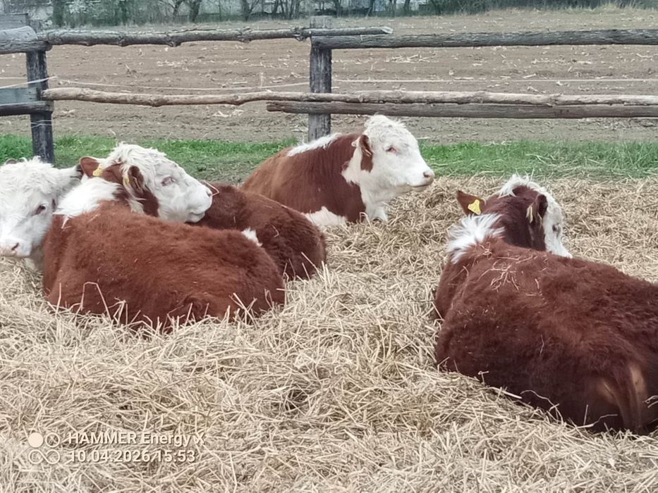 Sprzedam byki rasy Hereford