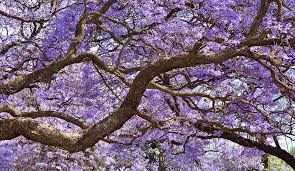 Jacarandá, Jacarandá