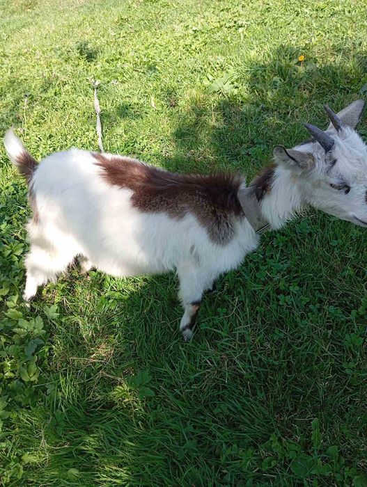 Продам козеня козочку Альпійку