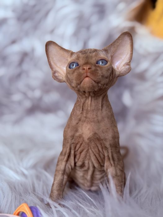 Devon Rex cinnamon, wyjątkowy kocurek JULIUS Hasu’Neko*PL