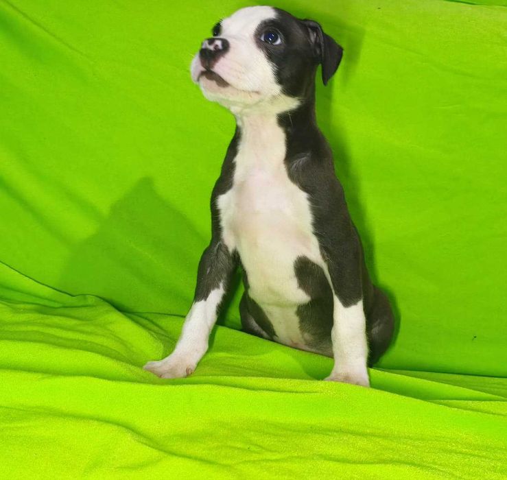 macho american pitbull terrier