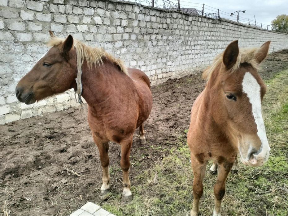 Продам кобилу, і лоша