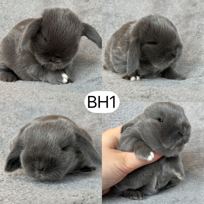 Królik Baranek Miniaturka MINI LOP
