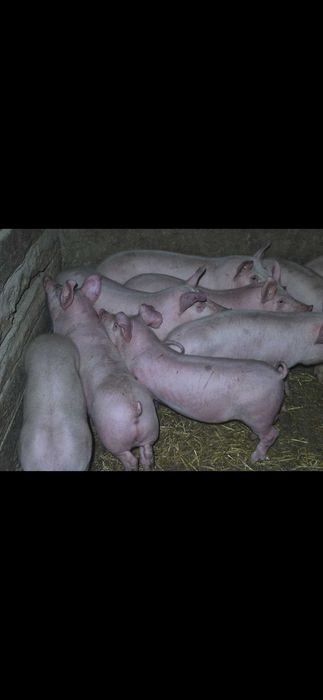 Поросята 18-27 кг