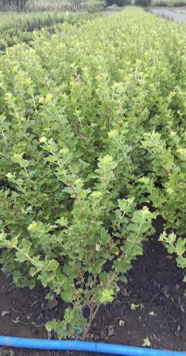 Лаванда. Смородина. Агрус. Великі, гарні кущі.