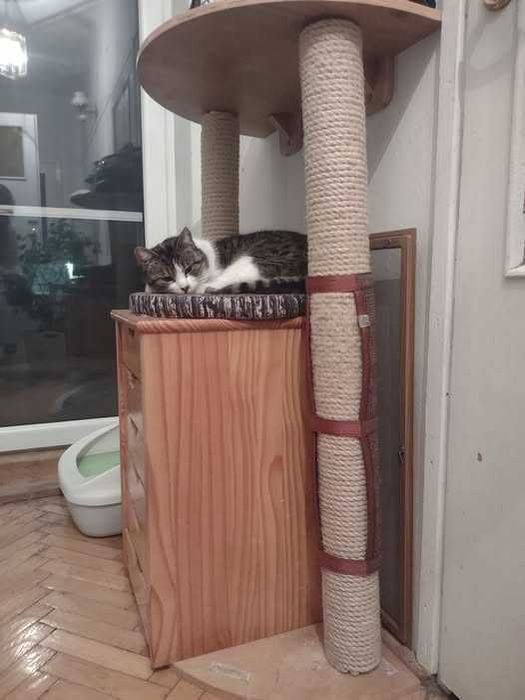 roczny kocurek, burasek z białym kolorem