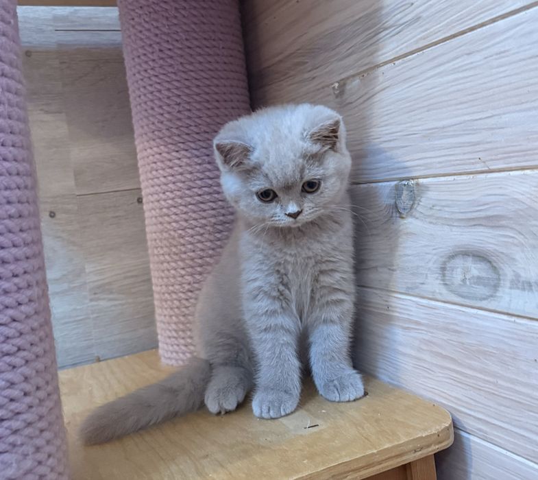 Menina british shorthair lilac