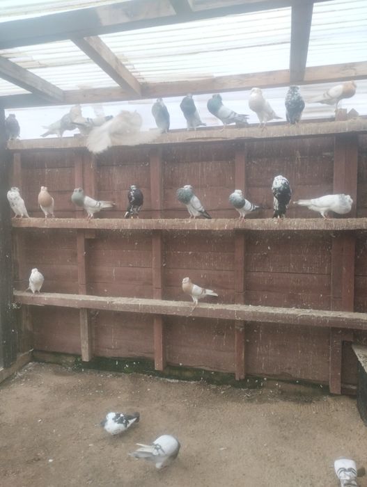 Garłacze koroniaste zamojskie staropolskie gołębie ozdobne