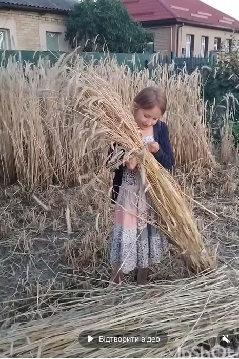 Колоски жито/пшениця/ячмінь/овес/мак