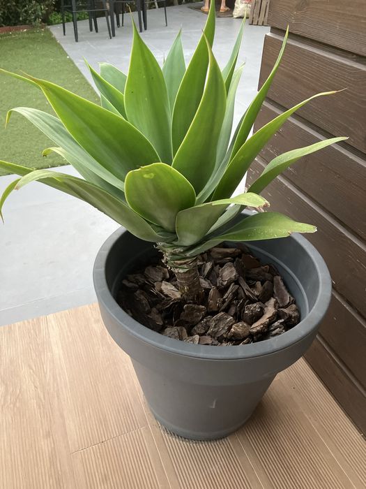 Vaso com planta agave media grande