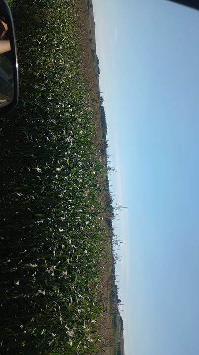 Sprzedam kukurydzę na pniu