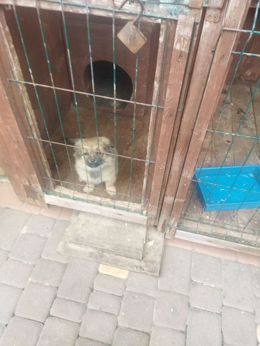 Продам собачку пекінес