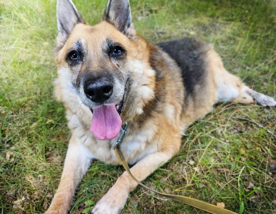 Sonia- urocza owczarkowa dama