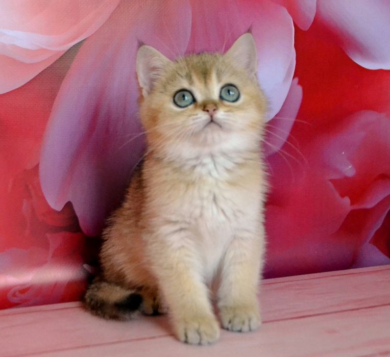 Британськi малюки в золотих шубках