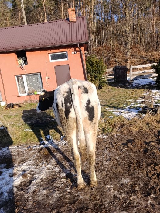 Jałówka cielna na sprzedaż