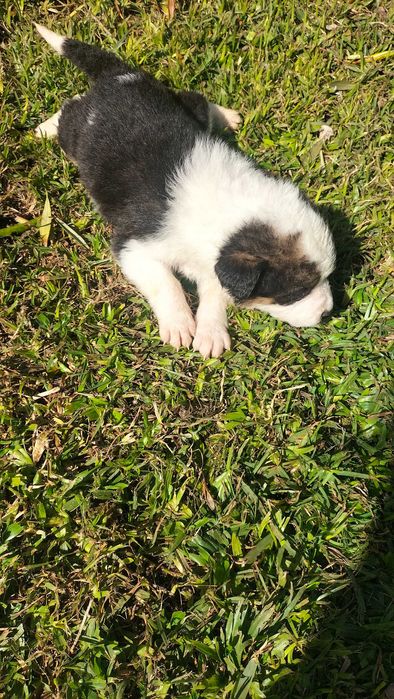 Border collie x fema